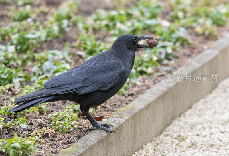 胡桃肉腐食乌鸦(Corvus corone)